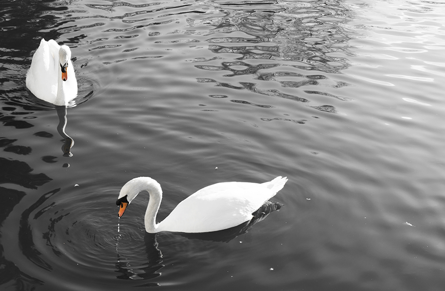 Swan Orange. PR